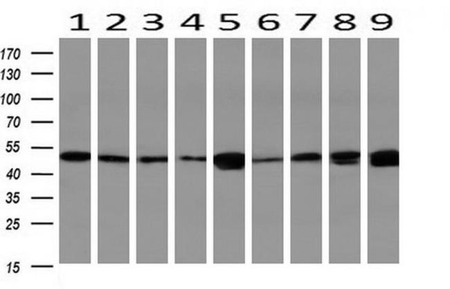 CALCOCO2 Antibody in Western Blot (WB)