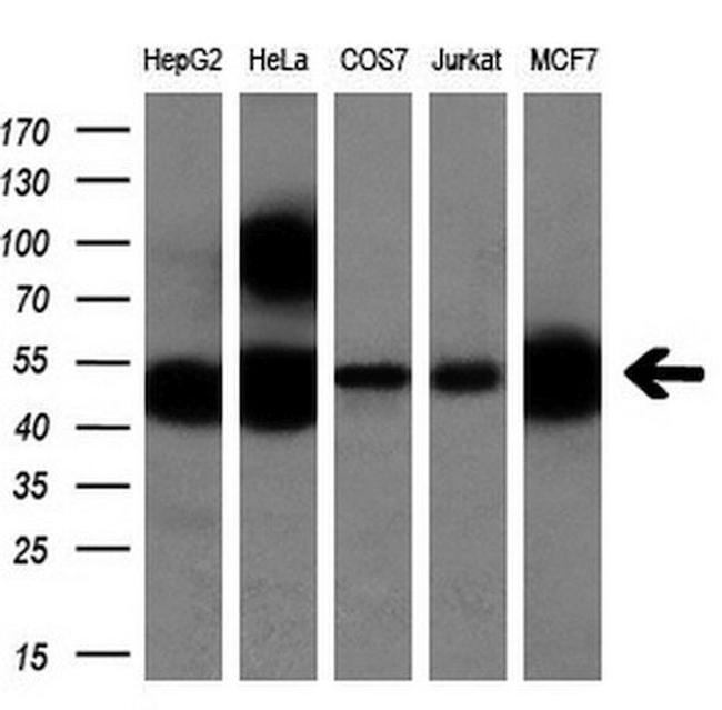 CALCOCO2 Antibody in Western Blot (WB)