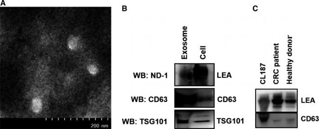 CD63 Antibody in Western Blot (WB)