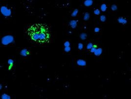 CAMLG Antibody in Immunocytochemistry (ICC/IF)