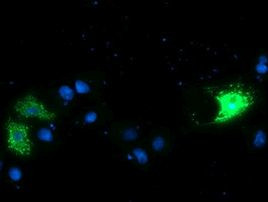 CAMLG Antibody in Immunocytochemistry (ICC/IF)