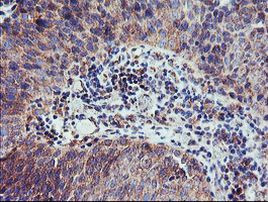 CAMLG Antibody in Immunohistochemistry (Paraffin) (IHC (P))