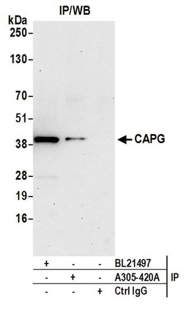 CAPG Antibody in Western Blot (WB)