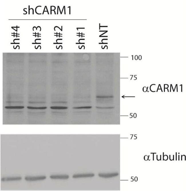 PRMT4 Antibody in Western Blot (WB)