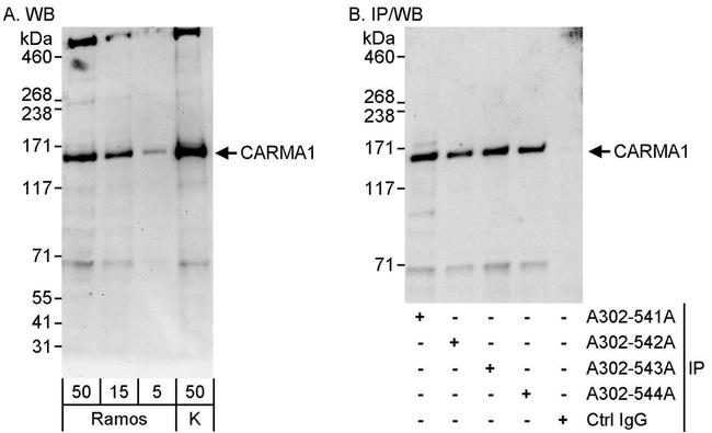 CARMA1 Antibody in Western Blot (WB)