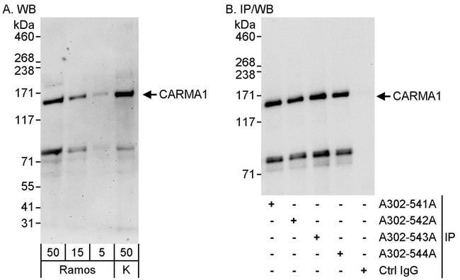 CARMA1 Antibody in Western Blot (WB)