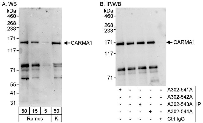 CARMA1 Antibody in Western Blot (WB)