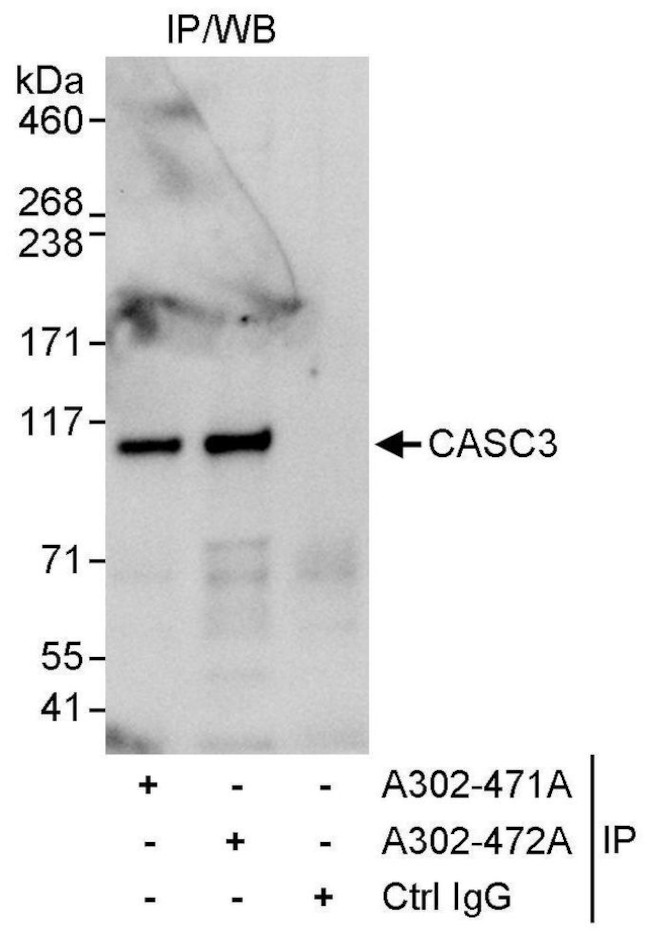 CASC3 Antibody in Immunoprecipitation (IP)