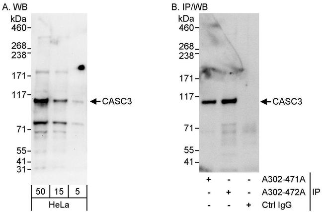 CASC3 Antibody in Western Blot (WB)