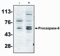 Caspase 6 Antibody in Western Blot (WB)