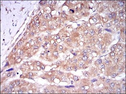 Caspase 8 Antibody in Immunohistochemistry (Paraffin) (IHC (P))