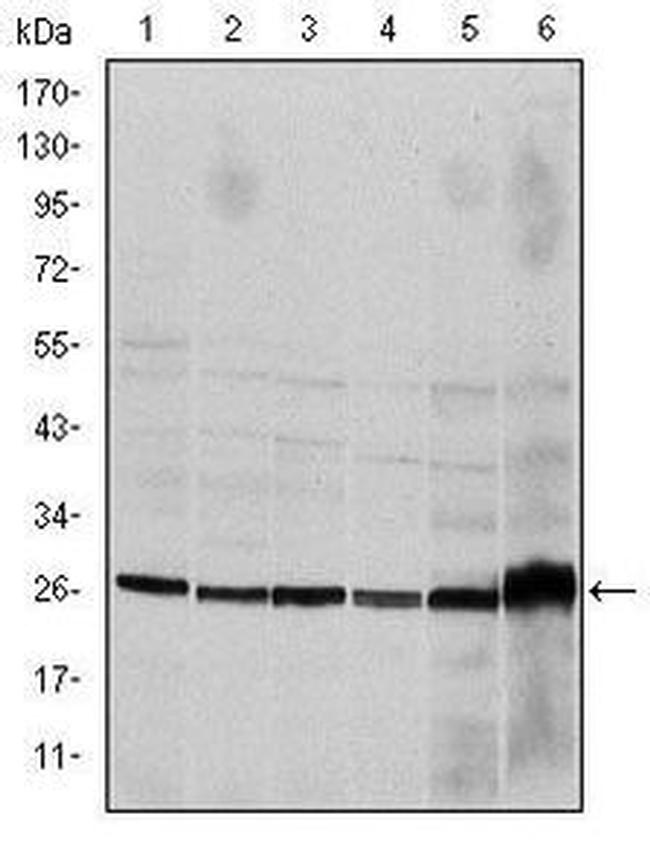 Caspase 8 Antibody in Western Blot (WB)