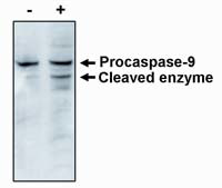 Caspase 9 Antibody in Western Blot (WB)