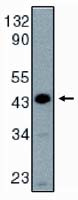 Caspase 9 Antibody in Western Blot (WB)