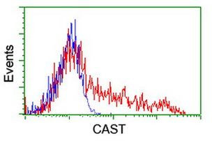 CAST Antibody in Flow Cytometry (Flow)