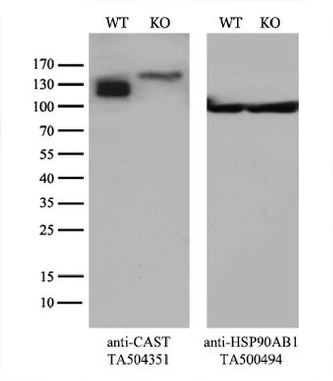 CAST Antibody in Western Blot (WB)