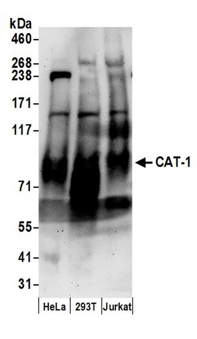 CAT-1 Antibody in Western Blot (WB)