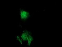 CAT Antibody in Immunocytochemistry (ICC/IF)