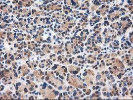 CAT Antibody in Immunohistochemistry (Paraffin) (IHC (P))