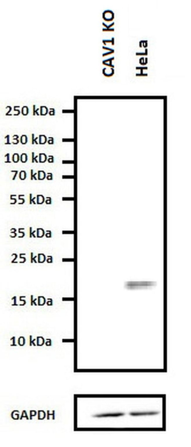 Caveolin 1 Antibody