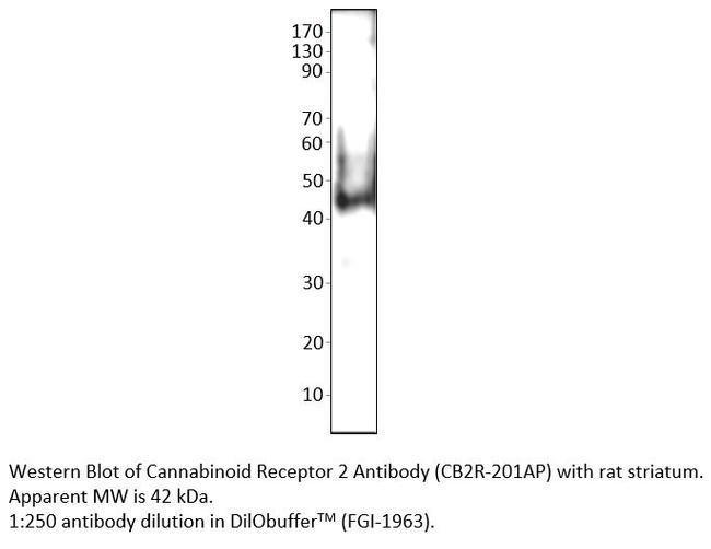 Cannabinoid Receptor 2 Antibody in Western Blot (WB)