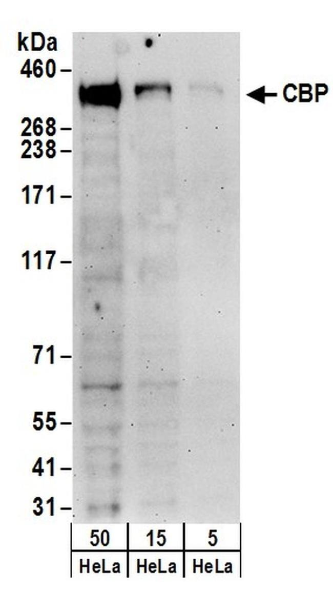 CBP Antibody in Western Blot (WB)