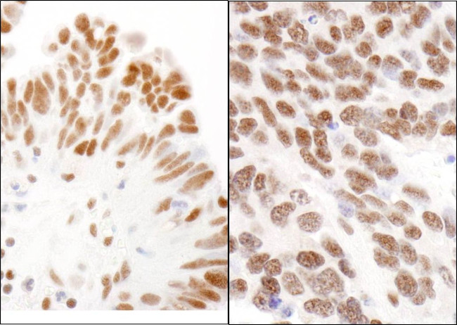 CBX3 Antibody in Immunohistochemistry (IHC)