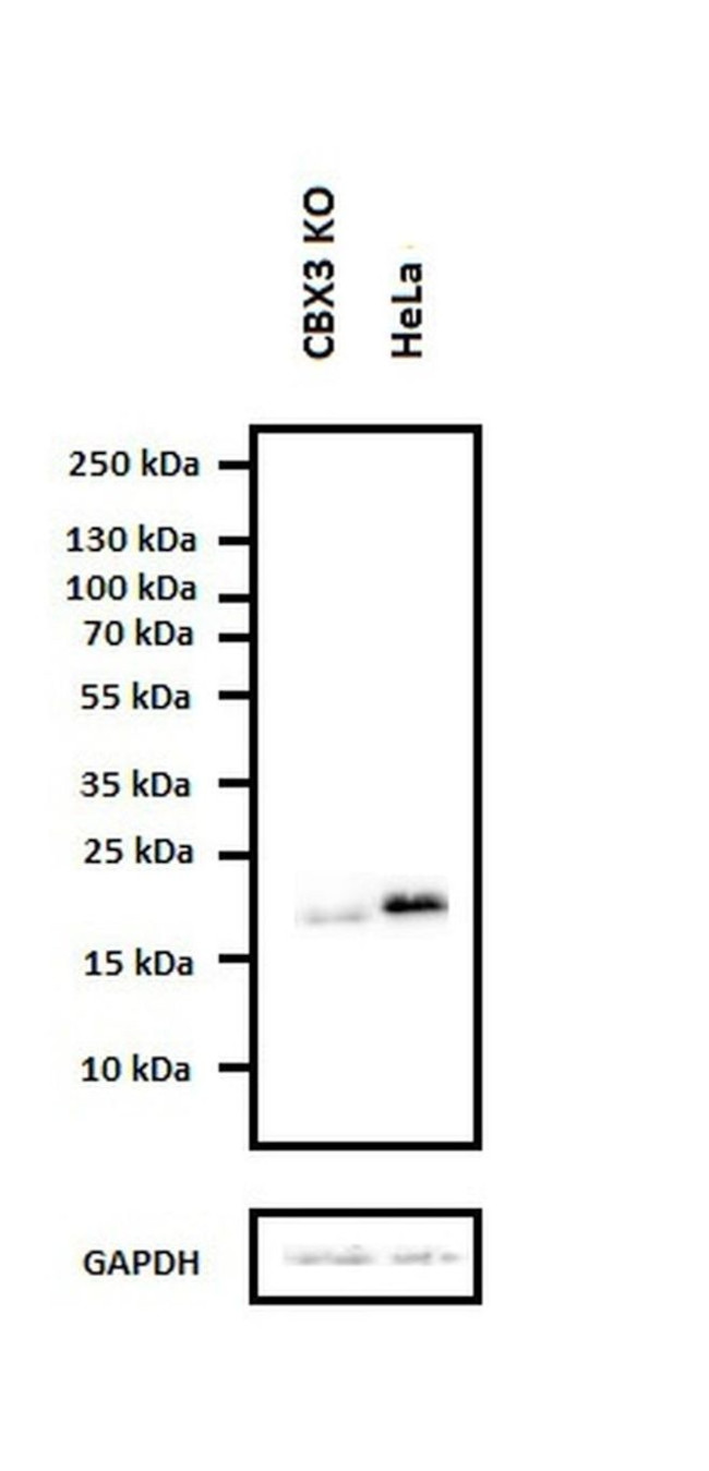 HP1 gamma Antibody