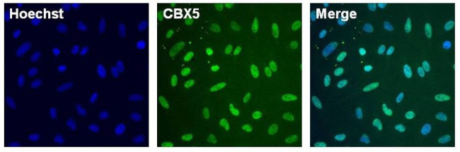 HP1 alpha Antibody in Immunocytochemistry (ICC/IF)