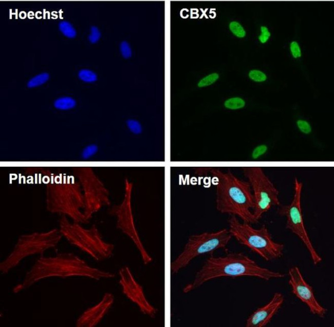 HP1 alpha Antibody in Immunocytochemistry (ICC/IF)