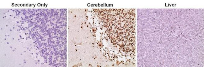 HP1 alpha Antibody in Immunohistochemistry (Paraffin) (IHC (P))