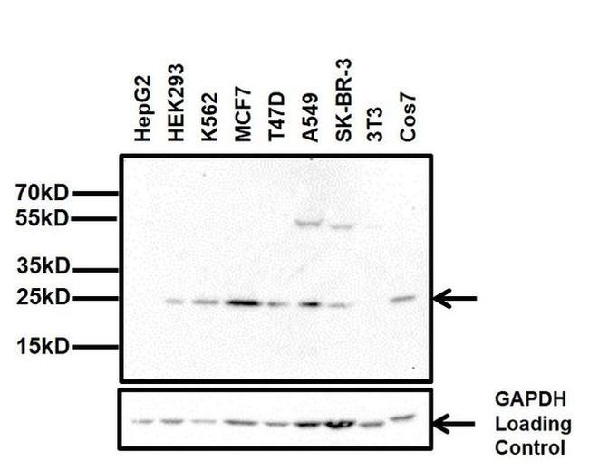 HP1 alpha Antibody in Western Blot (WB)