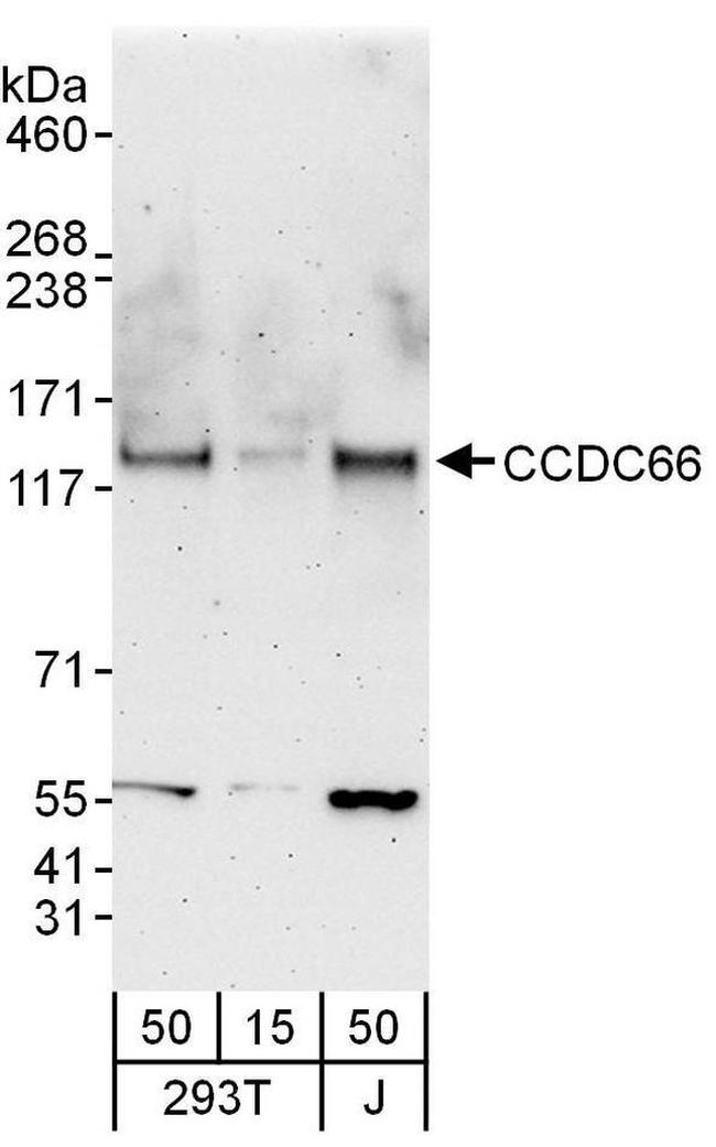 CCDC66 Antibody in Western Blot (WB)