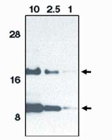 Eotaxin Antibody in Western Blot (WB)