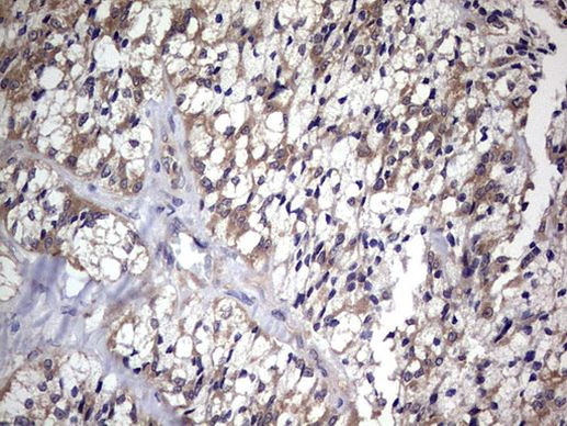 CCL19 Antibody in Immunohistochemistry (Paraffin) (IHC (P))