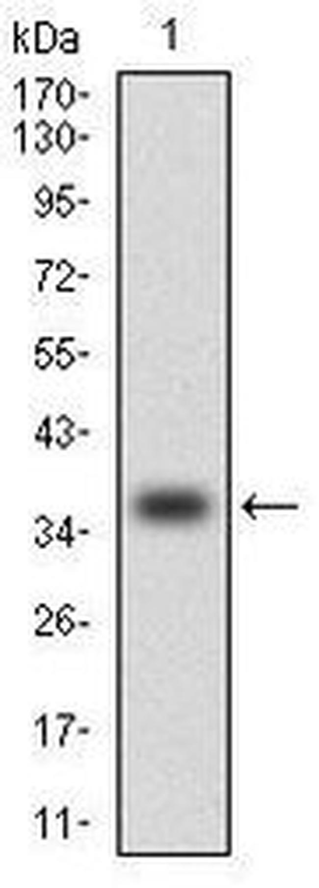 MCP-1 Antibody in Western Blot (WB)