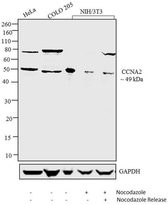 Cyclin A2 Antibody in Western Blot (WB)