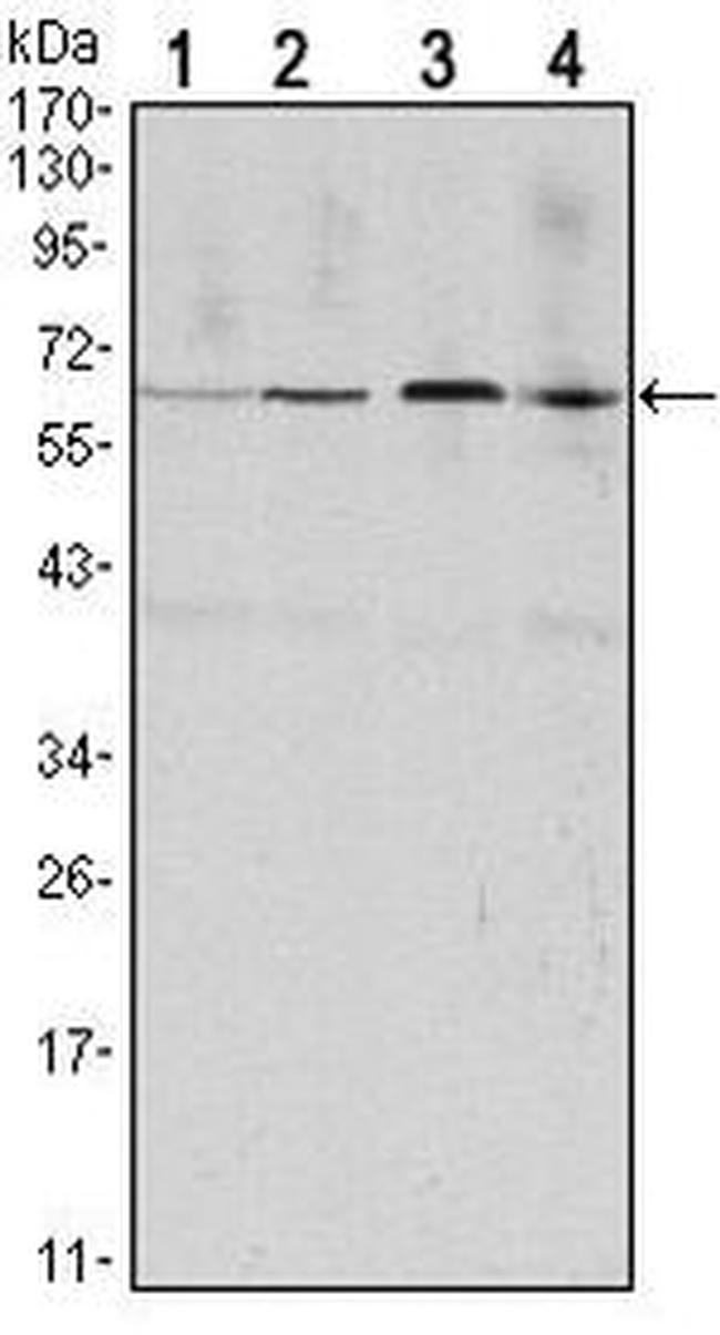 Cyclin B1 Antibody in Western Blot (WB)