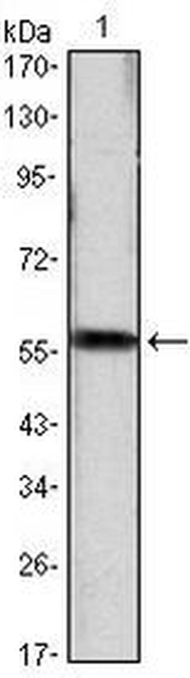 Cyclin D1 Antibody in Western Blot (WB)