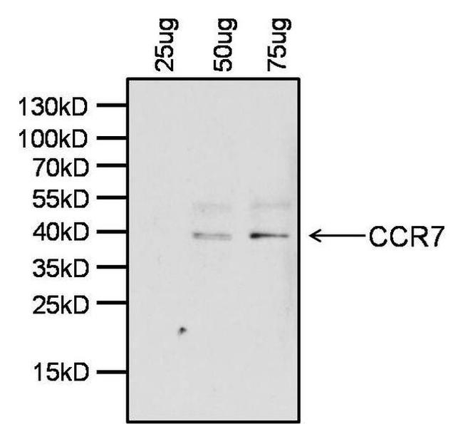 CCR7 Antibody in Western Blot (WB)