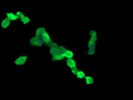 CCT8L2 Antibody in Immunocytochemistry (ICC/IF)