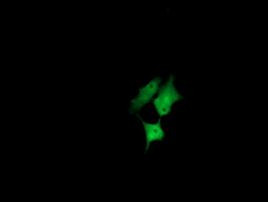 CCT8L2 Antibody in Immunocytochemistry (ICC/IF)