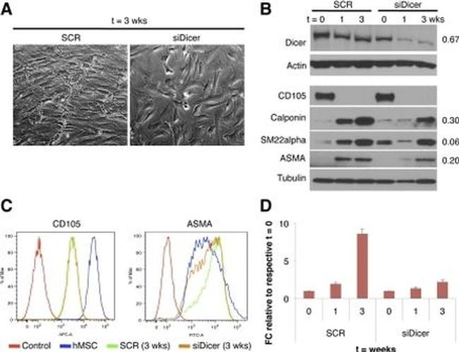 CD105 (Endoglin) Antibody in Flow Cytometry (Flow)