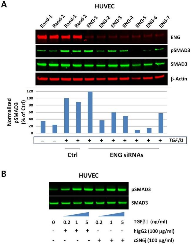 CD105 (Endoglin) Antibody in Western Blot (WB)