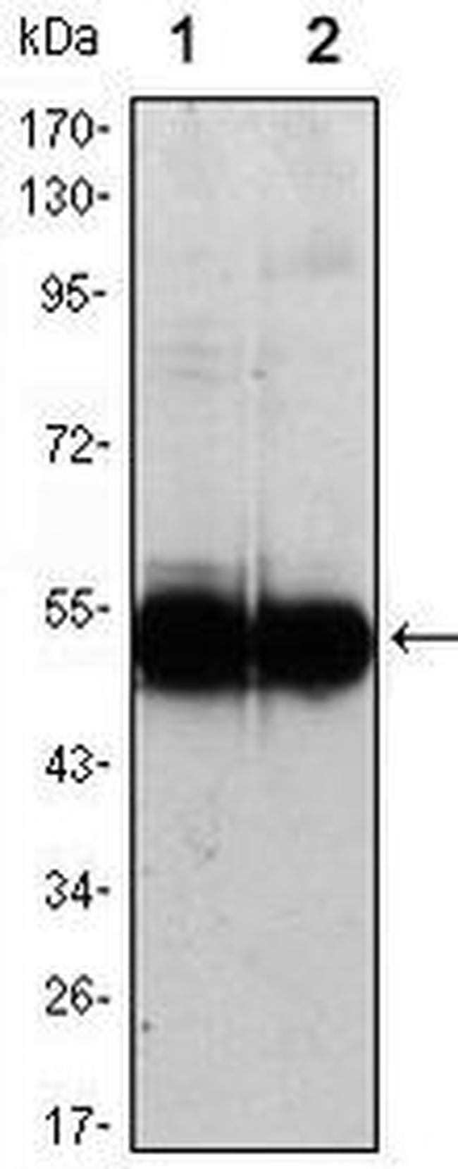 VCAM-1 Antibody in Western Blot (WB)