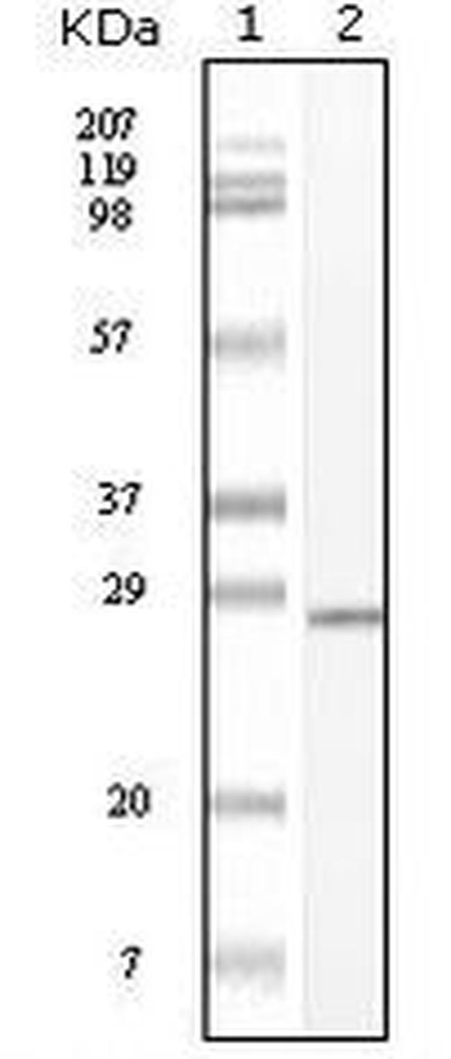 c-Kit Antibody in Western Blot (WB)