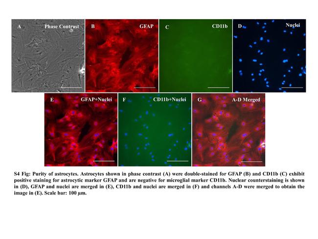 CD11b/c Antibody in Immunocytochemistry (ICC/IF)