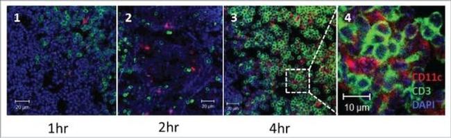 CD11c Antibody in Immunohistochemistry (IHC)