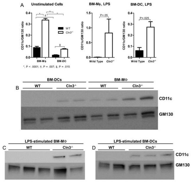 CD11c Antibody in Western Blot (WB)