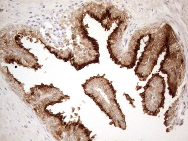 CD13 Antibody in Immunohistochemistry (Paraffin) (IHC (P))